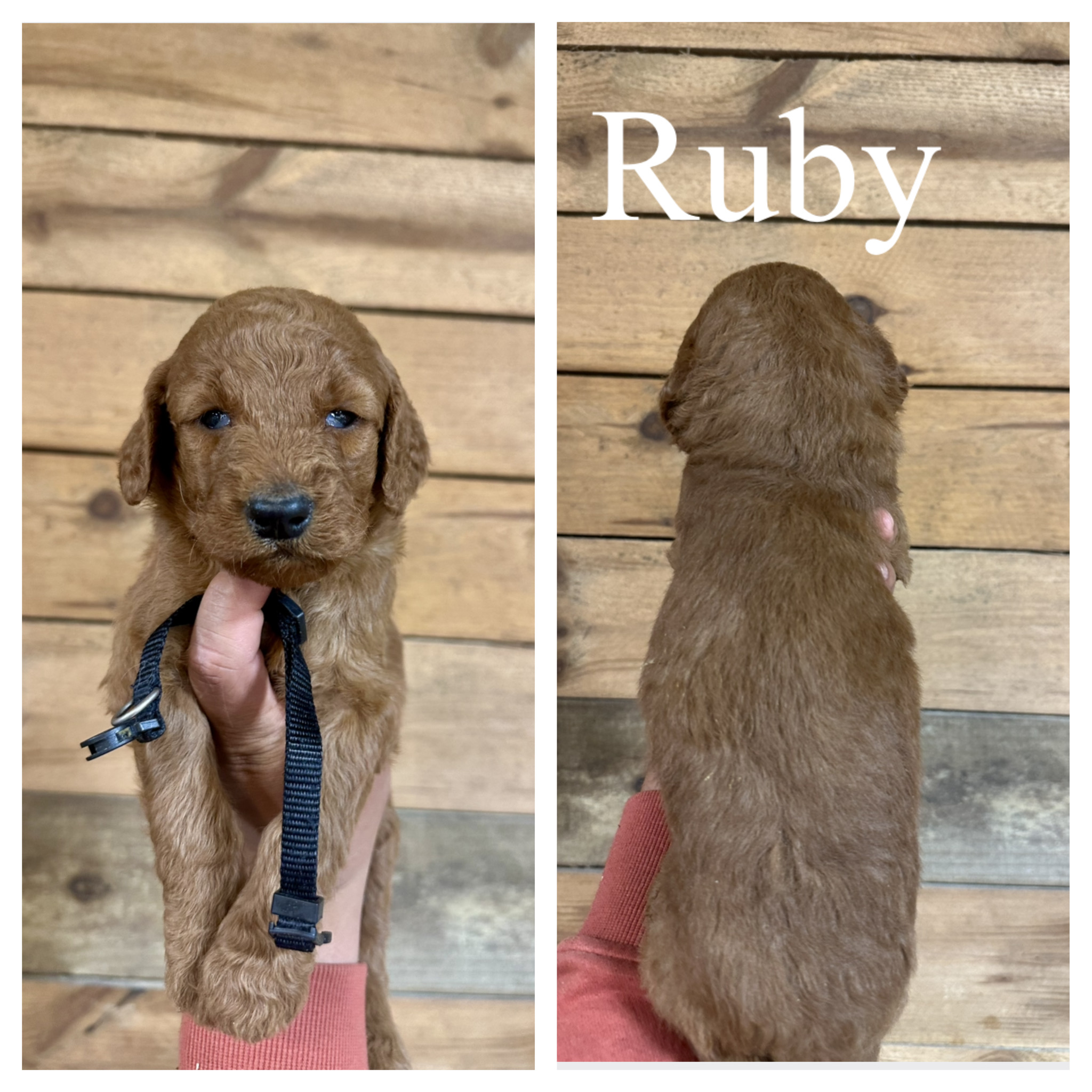 Ruby 1